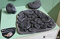 VBS_0846 - Dinosauri. Terra dei giganti